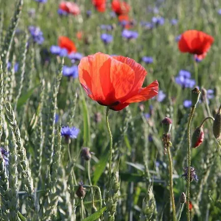 Moltke-villa Teterow