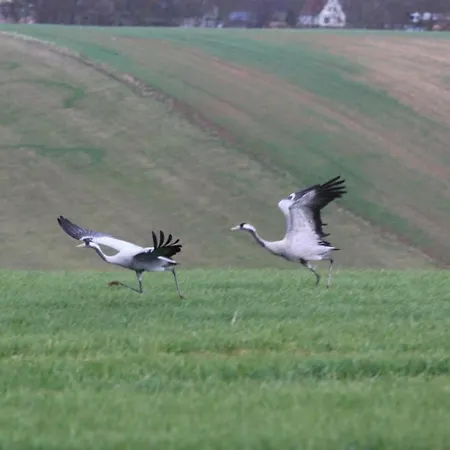 Lägenhet Moltke-villa *