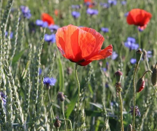 Moltke-villa تيتيرو